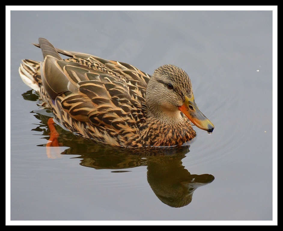 Nature In Class B By Arthur Meole For Loving My Reflection NOV-2018.jpg